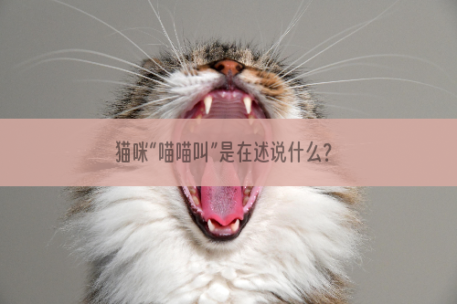 猫咪“喵喵叫”是在述说什么？