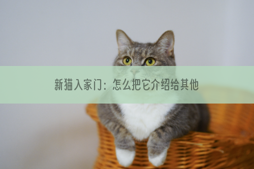 新猫入家门：怎么把它介绍给其他猫？