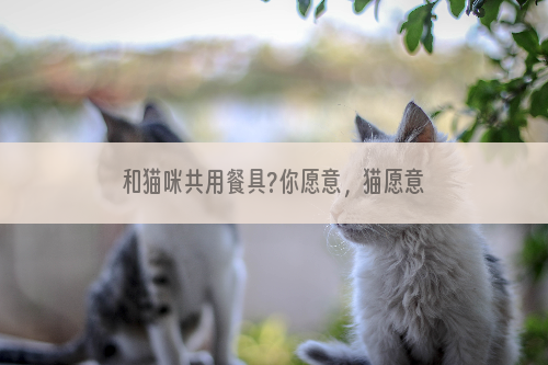 和猫咪共用餐具?你愿意，猫愿意吗？