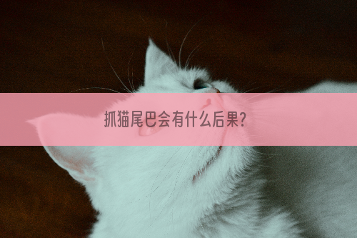 抓猫尾巴会有什么后果？