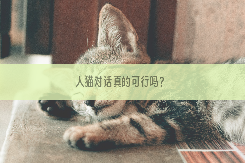 人猫对话真的可行吗？