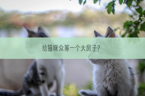 给猫咪众筹一个大房子？