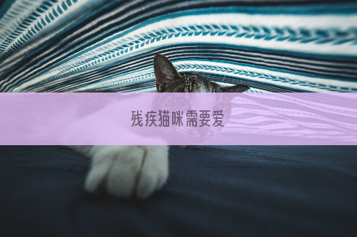 残疾猫咪需要爱