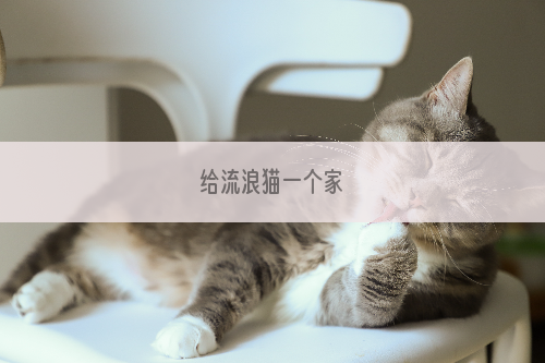 给流浪猫一个家