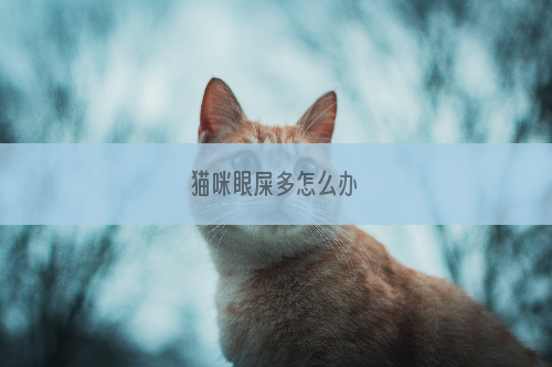 猫咪眼屎多怎么办