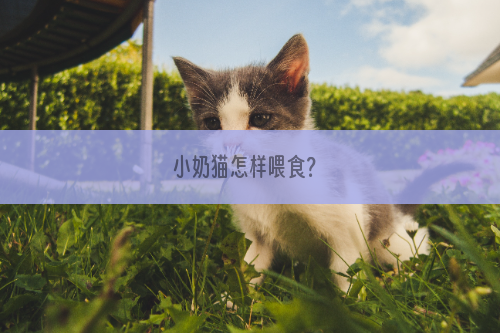 小奶猫怎样喂食？