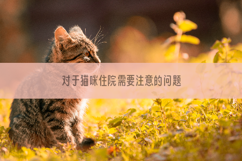  对于猫咪住院需要注意的问题