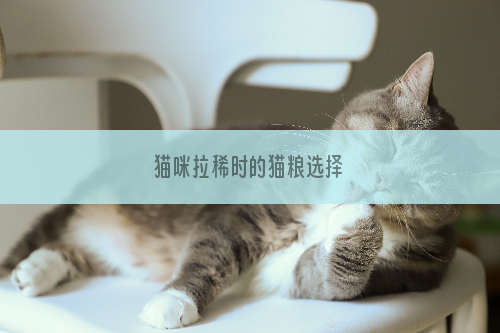 猫咪拉稀时的猫粮选择