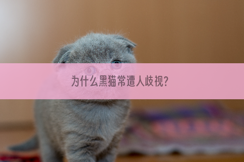 为什么黑猫常遭人歧视？