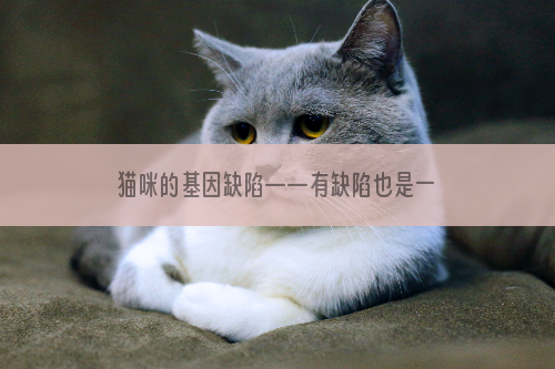 猫咪的基因缺陷——有缺陷也是一种美？