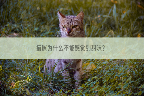 猫咪为什么不能感觉到甜味？