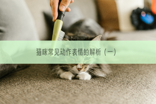 猫咪常见动作表情的解析（一）