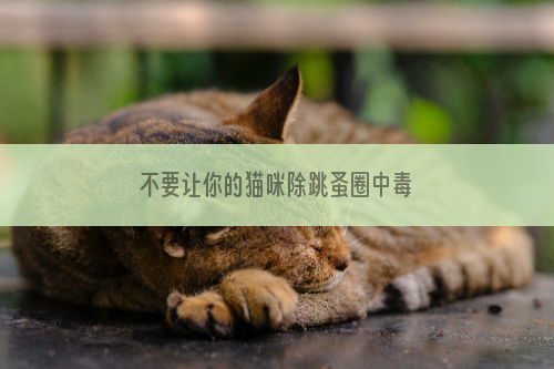 不要让你的猫咪除跳蚤圈中毒