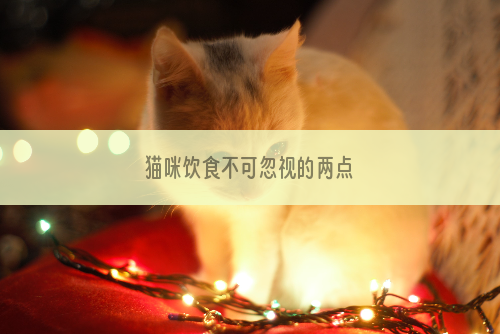 猫咪饮食不可忽视的两点