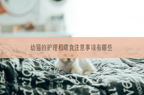 幼猫的护理和喂食注意事项有哪些