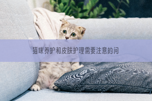 猫咪养护和皮肤护理需要注意的问题 　　