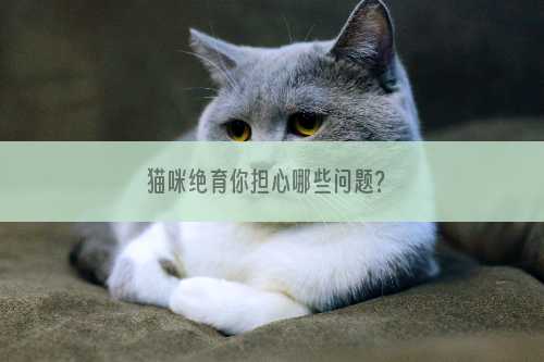 猫咪绝育你担心哪些问题？