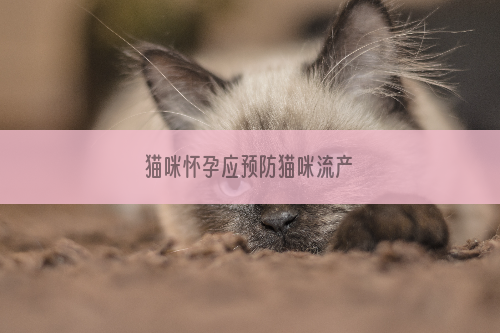 猫咪怀孕应预防猫咪流产
