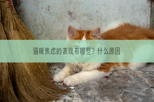 猫咪焦虑的表现有哪些？什么原因导致猫咪焦虑？