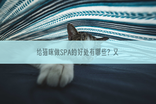 给猫咪做SPA的好处有哪些？又有哪些疗程呢？