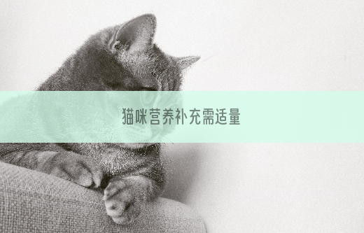 猫咪营养补充需适量