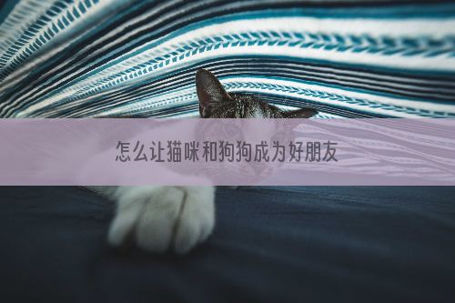 怎么让猫咪和狗狗成为好朋友