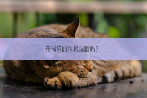 布偶猫的性格温顺吗？