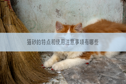 猫砂的特点和使用注意事项有哪些