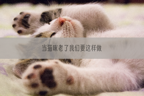 当猫咪老了我们要这样做