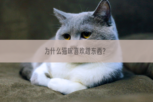 为什么猫咪喜欢蹭东西？