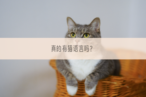 真的有猫语言吗？