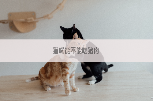 猫咪能不能吃猪肉