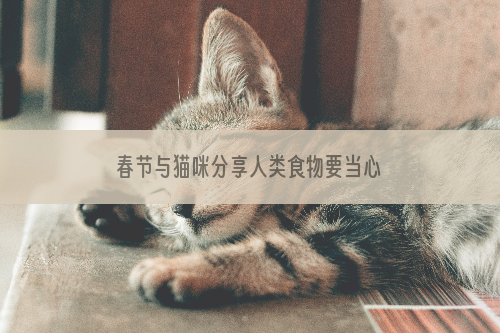 春节与猫咪分享人类食物要当心