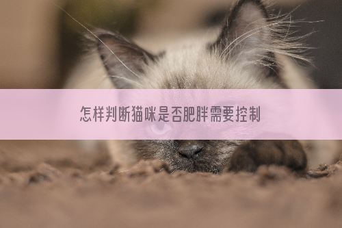 怎样判断猫咪是否肥胖需要控制