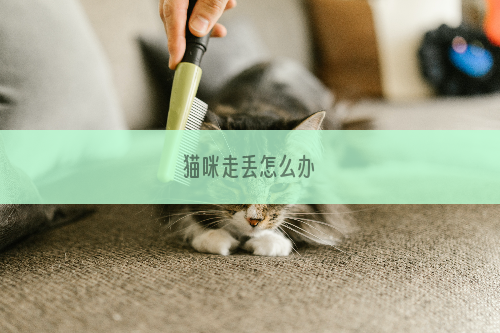 猫咪走丢怎么办