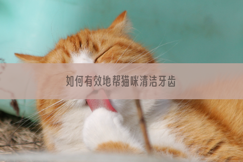 如何有效地帮猫咪清洁牙齿