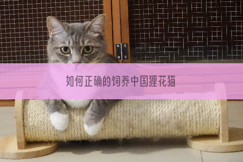 如何正确的饲养中国狸花猫