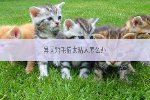 异国短毛猫太粘人怎么办