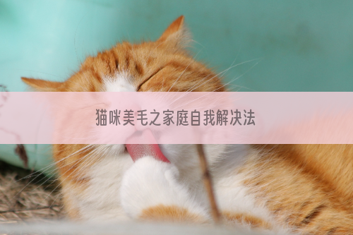 猫咪美毛之家庭自我解决法