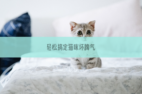 轻松搞定猫咪坏脾气