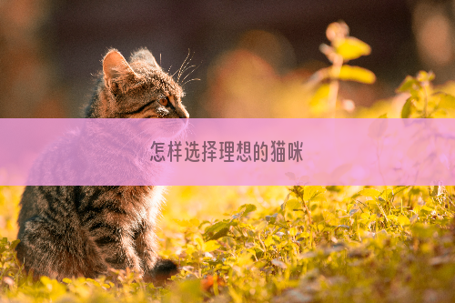 怎样选择理想的猫咪