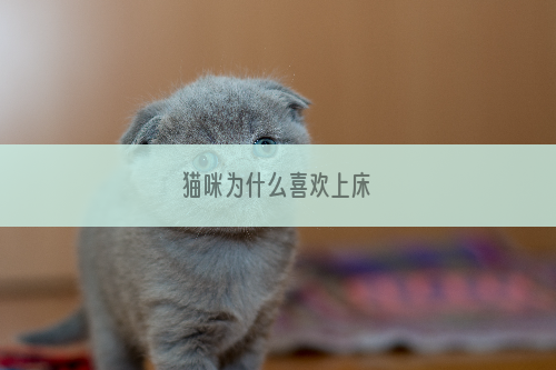 猫咪为什么喜欢上床