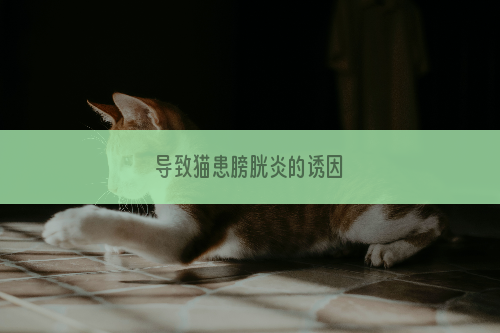 导致猫患膀胱炎的诱因