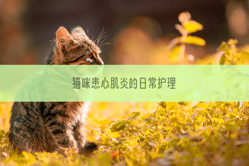 猫咪患心肌炎的日常护理