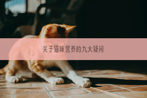 关于猫咪营养的九大疑问