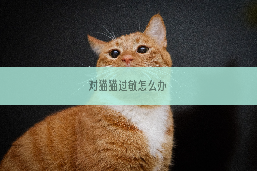 对猫猫过敏怎么办