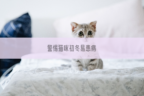 警惕猫咪初冬易患病