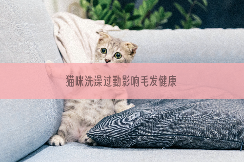 猫咪洗澡过勤影响毛发健康