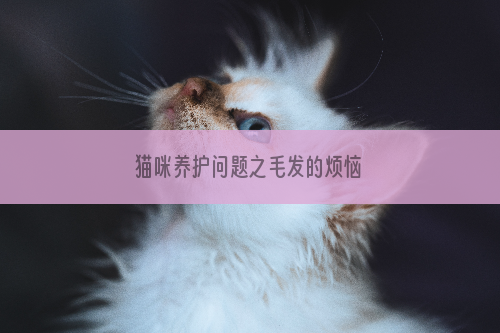 猫咪养护问题之毛发的烦恼