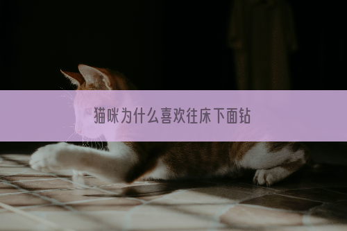 猫咪为什么喜欢往床下面钻